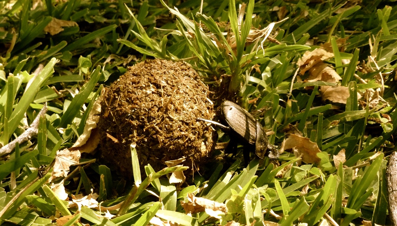 dung beetle