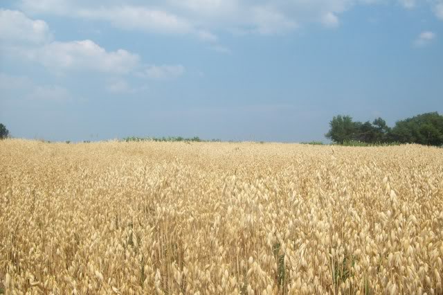 white for harvest